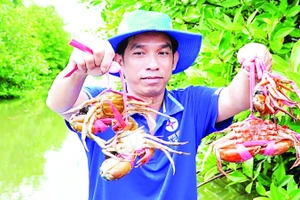 Nông dân vùng mặn xã Năm Căn, tỉnh Cà Mau thu hoạch cua để kịp phục vụ thị trường Tết Nguyên đán 2026.