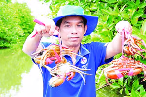 Nông dân vùng mặn xã Năm Căn, tỉnh Cà Mau thu hoạch cua để kịp phục vụ thị trường Tết Nguyên đán 2026.