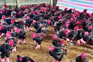 Nuôi gà Đông Tảo ngày càng mang lại giá trị kinh tế cao cho người chăn nuôi.