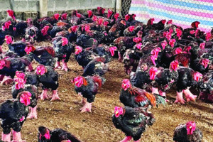 Nuôi gà Đông Tảo ngày càng mang lại giá trị kinh tế cao cho người chăn nuôi.