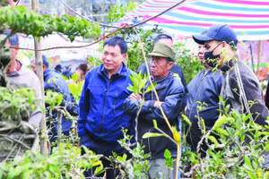 Người dân nhiều địa phương về chợ Viềng mua bán cây cảnh dịp đầu năm.