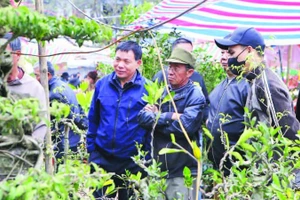 Người dân nhiều địa phương về chợ Viềng mua bán cây cảnh dịp đầu năm.