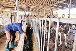 Trang trại đà điểu của chị Lê Hải Yến, xóm Mỵ, phường Tân Hòa luôn được chăm sóc cẩn thận.