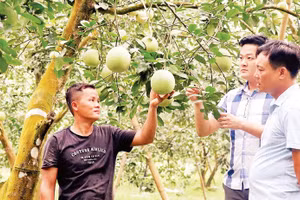 Sản phẩm bưởi Soi Hà, xã Xuân Vân đã được Cục Sở hữu trí tuệ cấp chứng nhận chỉ dẫn địa lý.