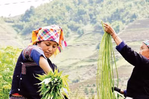 Phụ nữ dân tộc H'Mông tuốt vỏ lanh để lấy sợi.