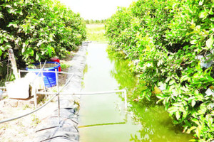 Hầu hết nhà vườn ở xã Cù Lao Dung, thành phố Cần Thơ đều có ao trữ nước ngọt để chủ động nước tưới vào mùa khô.