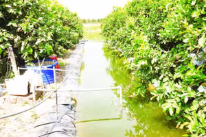 Hầu hết nhà vườn ở xã Cù Lao Dung, thành phố Cần Thơ đều có ao trữ nước ngọt để chủ động nước tưới vào mùa khô.