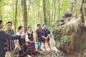 Người dân xã Hùng Sơn xem rừng pơ-mu là tài sản chung cần được gìn giữ.