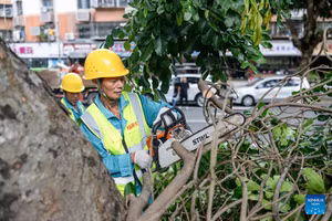 Một nhân viên đang cắt tỉa cây xanh đề phòng bão Ragasa tại Thâm Quyến, miền nam Trung Quốc. (Ảnh: Tân Hoa xã)