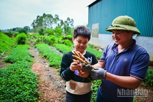 Vào những năm 70 của thế kỷ trước, sâm Nam núi Dành gần như cạn kiệt. Những giai thoại của đặc sản này chỉ còn được biết đến trong các câu chuyện truyền miệng, hoặc từ những thư tịch cổ còn sót lại, thậm chí đã dần mờ nhạt trong tiềm thức của người địa phương.