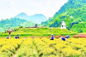 Vườn hoa bốn mùa tại Thung Nham thu hút du khách.