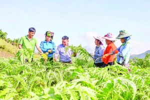 Ông Đỗ Tiến Sỹ (thứ 3 từ trái qua) thường xuyên hướng dẫn người dân kỹ thuật trồng và chăm sóc cây atisô.