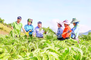 Ông Đỗ Tiến Sỹ (thứ 3 từ trái qua) thường xuyên hướng dẫn người dân kỹ thuật trồng và chăm sóc cây atisô.