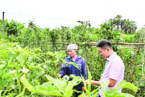 Chị Vương Thị Kình, thôn Làng Vàng 2, xã Vị Xuyên thu nhập ổn định nhờ trồng rau an toàn.