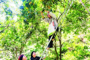 Người dân xã Bạch Thông thu hái quýt.