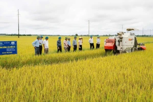 Tỉnh Quảng Trị hiện có hơn 2.000ha lúa áp dụng mô hình giảm phát thải khí nhà kính.