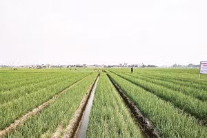 Cánh đồng trồng hành ở xã Nam An Phụ (Hải Phòng) cho thu nhập cao.