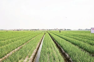 Cánh đồng trồng hành ở xã Nam An Phụ (Hải Phòng) cho thu nhập cao.