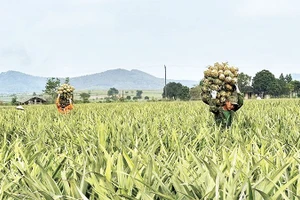 Vùng nguyên liệu dứa Đồng Giao tại Ninh Bình, nơi tạo sinh kế bền vững cho hàng chục nghìn hộ dân. (Ảnh NGUYỄN LỰU)