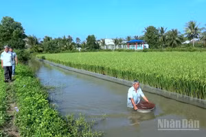 Mô hình canh tác lúa-tôm kết hợp tại Cà Mau không sử dụng hóa chất, thuốc bảo vệ thực vật, cho ra hạt thân thiện môi trường.