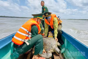 Đại diện lực lượng Biên phòng và Kiểm lâm tỉnh Cà Mau tiến hành thả cá thể rùa biển 60kg về môi trường tự nhiên ven biển vào sáng 20/4. 