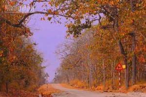 "Rừng khộp" ở Vườn Quốc gia Yok Đôn vào mùa thay lá.