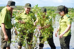 Các cán bộ ngành Lâm nghiệp tỉnh Đắk Lắk kiểm tra tốc độ phục hồi của cây đước vòi.