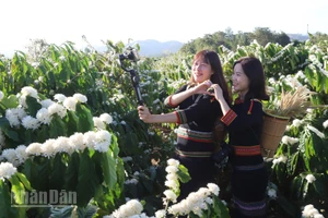 Các bạn trẻ check-in giữa vườn hoa cà-phê.