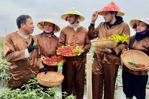 Khách du lịch tham gia hoạt động trải nghiệm nông nghiệp tại Đa Phúc.