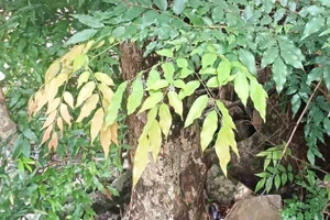 Cây Mán đĩa mọc rải rác trong rừng ở nhiều nơi trong tỉnh Quảng Trị.