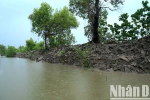 Một đoạn kênh Cùng-Tư Gà (thuộc địa bàn xã Rạch Chèo, huyện Phú Tân) đã thi công dù chưa đủ thủ tục theo quy định. 