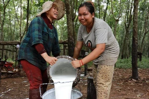 Nông dân thu gom mủ cao-su tại một đồn điền ở tỉnh Kampong Cham (Ảnh: Khmer Times)