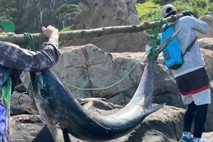 Con cá thu nặng 63kg do ông Hải câu được. (Ảnh: nhân vật cung cấp)