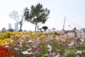 Đà Nẵng mùa xuân Bính Ngọ năm 2026. 