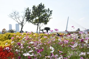 Đà Nẵng mùa xuân Bính Ngọ năm 2026. 