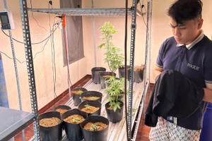 Đỗ Hữu Duy tại khu vực ươm trồng cây cần sa. (Ảnh: Công an cung cấp)