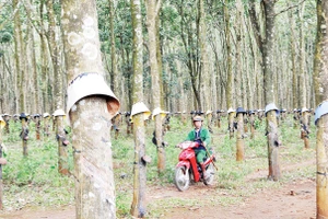 Kiểm tra rừng cao su ở Tây Nguyên. Ảnh: Hải Nam