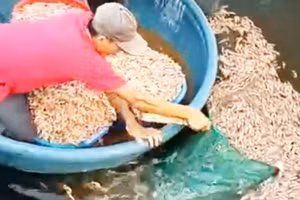 Tôm nuôi chết nghi do bị đầu độc gây thiệt hại lớn cho người nuôi ở xã Hòa Trạch.