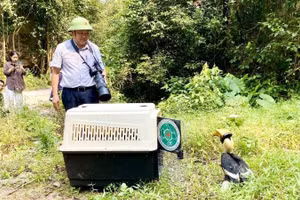 Phó Giám đốc Ban Quản lý Vườn Quốc gia Phong Nha-Kẻ Bàng Đinh Huy Trí giám sát việc thả chim Hồng Hoàng về môi trường tự nhiên. (Ảnh: HN)