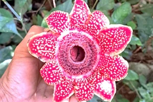 Loài hoa mang tên Địa nhãn Himalaya lần đầu tiên được phát hiện, ghi nhận ở Vườn quốc gia Phong Nha-Kẻ Bàng. (Ảnh: Vườn quốc gia Phong Nha-Kẻ Bàng)