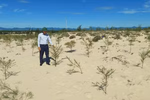 Trồng rừng bằng cây phi lao để chống cát bay, cát chảy ở phía bắc tỉnh Quảng Trị. 