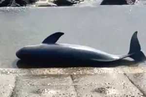 Con cá voi chết dạt vào bờ biển Cảnh Dương, xã Hòa Trạch, tỉnh Quảng Trị. (Ảnh: ND)