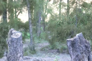 Nhiều cây phi lao hàng chục năm tuổi chắn gió bão ven biển bị chặt phá trái phép ở xã Hòa Trạch, tỉnh Quảng Trị.