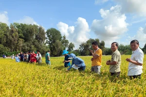 Nông dân Đồng bằng sông Cửu Long áp dụng thực hành canh tác bền vững nhằm đáp ứng yêu cầu của các thị trường xuất khẩu cao cấp khi tham gia dự án Chuỗi giá trị lúa gạo bền vững tại vùng do ACIAR và SunRice đồng đầu tư giai đoạn 2022-2025. (Ảnh: Đại sứ quán Australia)