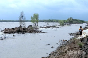 Sóng biển gây sạt lở nghiêm trọng vùng ven biển Hố Gùi, xã Tân Tiến, tỉnh Cà Mau.