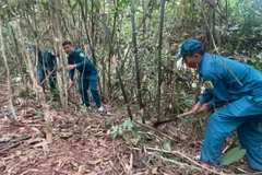 [Video] Nhiều địa phương bước vào mùa “phòng, chống cháy rừng”