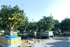 [Video] “Thủ phủ” quất, bưởi cảnh Văn Giang sẵn sàng cho thị trường Tết