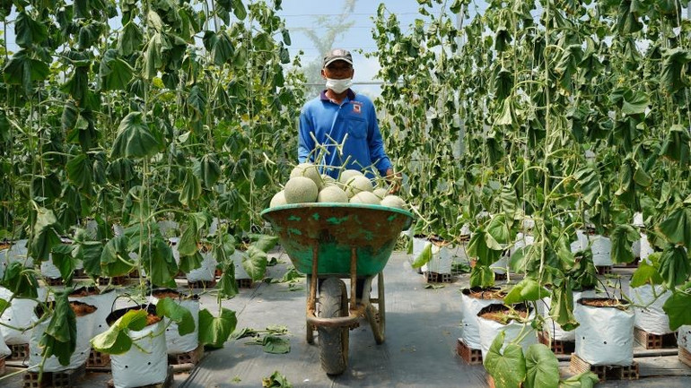 Nông dân Thành phố Hồ Chí Minh thu hoạch dưa lưới. ngheo-8.jpg