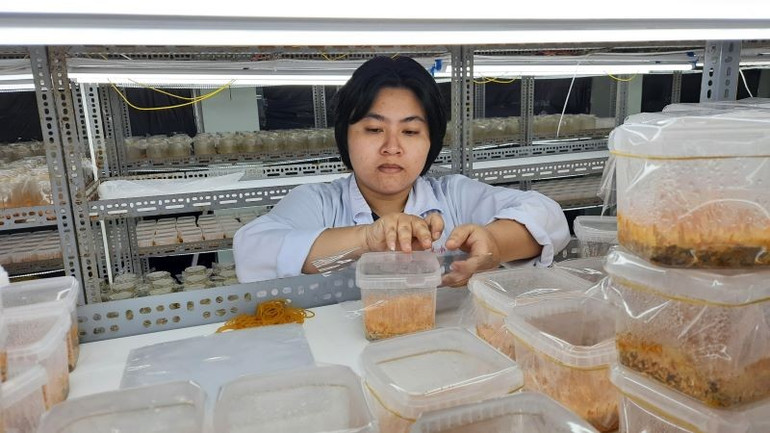 Phòng nuôi cấy mô cây giống Khu Nông nghiệp công nghệ cao Thành phố Hồ Chí Minh. nongnghiep-1.jpg
