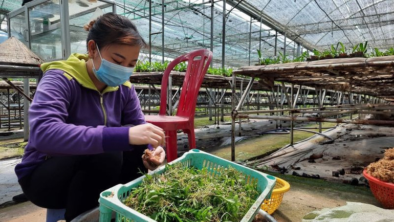 Vườn ươm nuôi cấy mô tại Khu Nông nghiệp công nghệ cao Thành phố Hồ Chí Minh. nongnnghiep-3.jpg